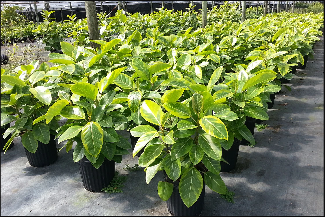 Ficus Altissima ‘Yellow Gem’: A Bright & Beautiful Houseplant You’ll Love